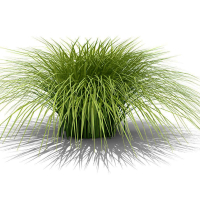 Turzyca (carex)