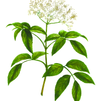 Ewodia (tetradium daniellii)