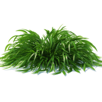 Hakonechoa (trawa bambusowa)