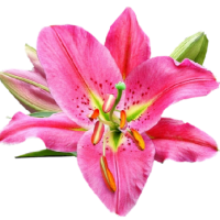 Liliowiec
