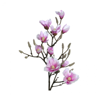 Magnolia
