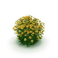 Rudbeckia