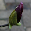 Magnolia purpurowa Nigra (liliiflora) : zmniejszona - Zdjęcie №2
