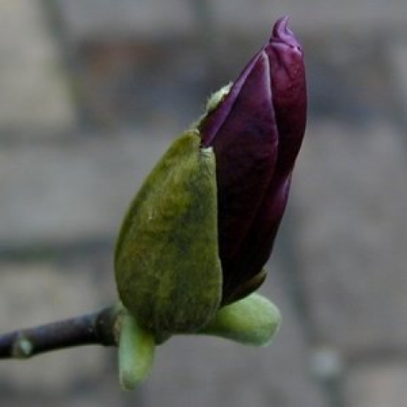 Magnolia purpurowa Nigra (liliiflora) - Zdjęcie №2