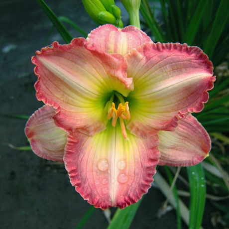 Liliowiec Frosted Vintage Ruffle (C2) - Zdjęcie №1