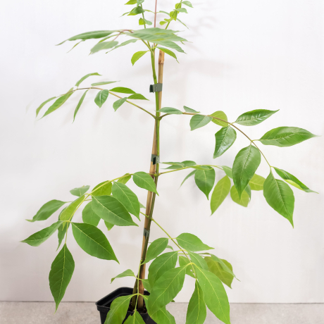 Evodia Daniela (drzewo pszczele) P9 h15-25cm - Zdjęcie №1