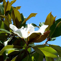 Magnolia Grandiflora (zimozielona)