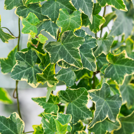Bluszcz pospolity Gold Child (hedera helix) - Zdjęcie №2