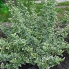 Trzmielina fortune'a Emerald Gaiety (euonymus fortunei) : zmniejszona - Zdjęcie №1
