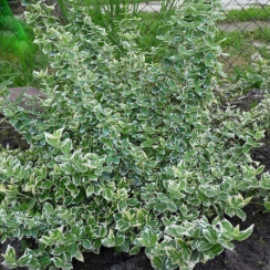 Trzmielina fortune'a Emerald Gaiety (euonymus fortunei)