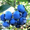 Borówka amerykańska Bluegold (wczesna) : zmniejszona - Zdjęcie №4