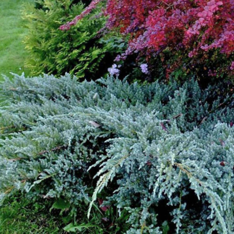 Jałowiec płożący Blue Carpet (Juniperus horizontalis) - Zdjęcie №1