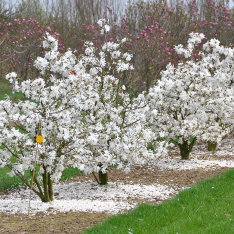 Magnolia stellata Royal Star - Zdjęcie №3