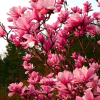 Magnolia soulangeana Galaxy : zmniejszona - Zdjęcie №1