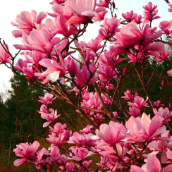 Magnolia soulangeana Galaxy