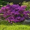 Azalia japońska Geisha Purple : zmniejszona - Zdjęcie №3
