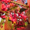 Trzmielina oskrzydlona Euonymus alatus : zmniejszona - Zdjęcie №2
