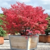 Trzmielina oskrzydlona Euonymus alatus : zmniejszona - Zdjęcie №1