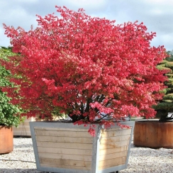Trzmielina oskrzydlona Euonymus alatus