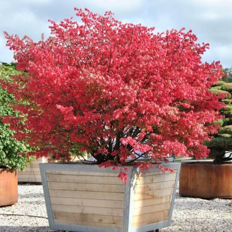 Trzmielina oskrzydlona Euonymus alatus - Zdjęcie №1