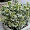 Trzmielina fortune'a Silver Queen (euonymus fortunei) : zmniejszona - Zdjęcie №1
