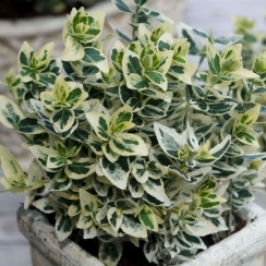 Trzmielina fortune'a Silver Queen (euonymus fortunei)