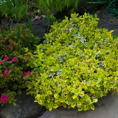 Trzmielina fortune'a Silver Gem (euonymus fortunei) - Zdjęcie №1