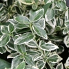 Trzmielina fortune'a Silver Queen (euonymus fortunei) : zmniejszona - Zdjęcie №2