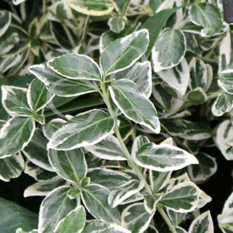 Trzmielina fortune'a Silver Queen (euonymus fortunei) - Zdjęcie №2