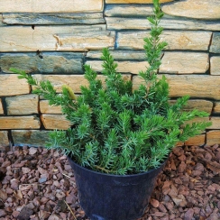 Jałowiec nadbrzeżny Blue Pacific (Juniperus conferta)