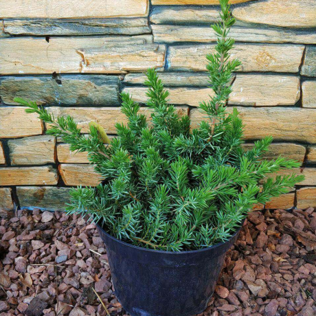 Jałowiec nadbrzeżny Blue Pacific (Juniperus conferta) - Zdjęcie №1