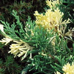 Jałowiec sabiński Variegata (Juniperus sabina)