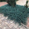 Jałowiec płożący Blue Chip (Juniperus horizontalis) : zmniejszona - Zdjęcie №2