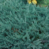 Jałowiec płożący Blue Chip (Juniperus horizontalis) : zmniejszona - Zdjęcie №1