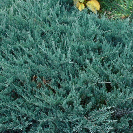 Jałowiec płożący Blue Chip (Juniperus horizontalis) - Zdjęcie №1