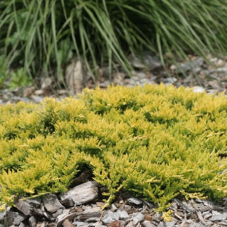 Jałowiec płożący Golden Carpet (Juniperus horizontalis) - Zdjęcie №2