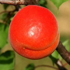 Morela Big Red (średni okres dojrzewania)