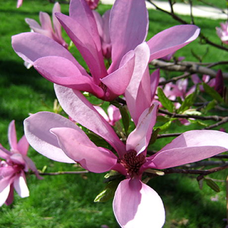 Magnolia hybrydowa Betty - Zdjęcie №1