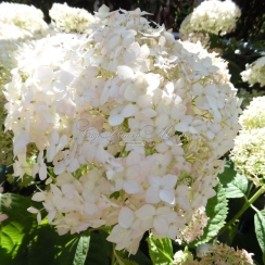 Hortensja Candybelle Marshmallow