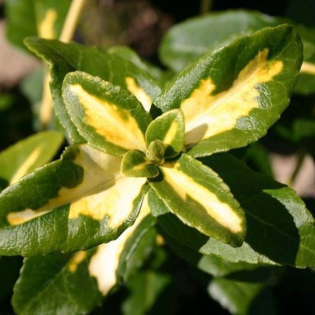 Trzmielina fortune'a Sunspot (euonymus fortunei) - Zdjęcie №2