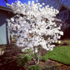 Magnolia stellata Royal Star : zmniejszona - Zdjęcie №2