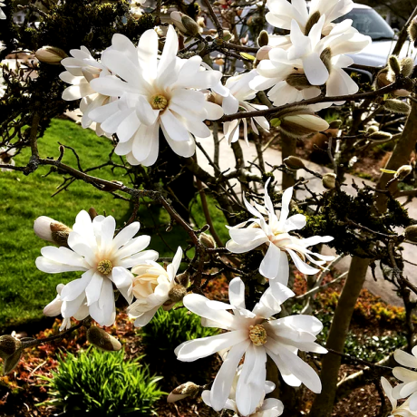 Magnolia stellata Royal Star - Zdjęcie №1