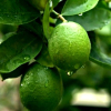 Limonka Meksykańska : zmniejszona - Zdjęcie №1