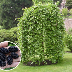 Morwa czarna pendula (na pniu)