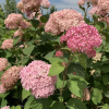 Hortensja Pink Annabelle : zmniejszona - Zdjęcie №2