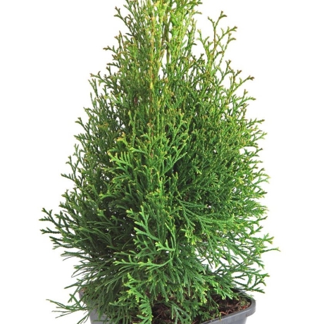 Tuja zachodnia Szmaragd (z gruntu 130-150cm) - Zdjęcie №3