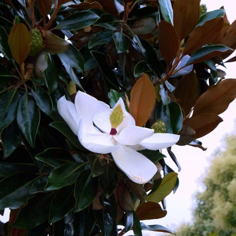 Magnolia Grandiflora (zimozielona) - Zdjęcie №2
