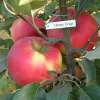 Jabłoń Honeycrisp (późny okres dojrzewania) : zmniejszona - Zdjęcie №2