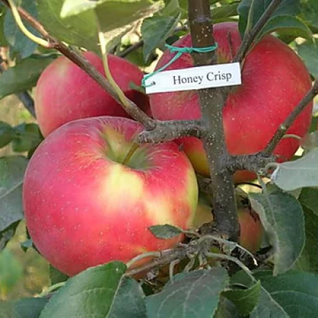 Jabłoń Honeycrisp (późny okres dojrzewania) - Zdjęcie №2