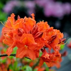 Azalia wielkokwiatowa Gibraltar C2 h 30-65 cm